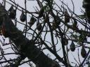 Fruit Bats Hanging Around