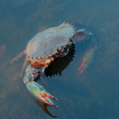 Crab in Cochrone Lagoon
