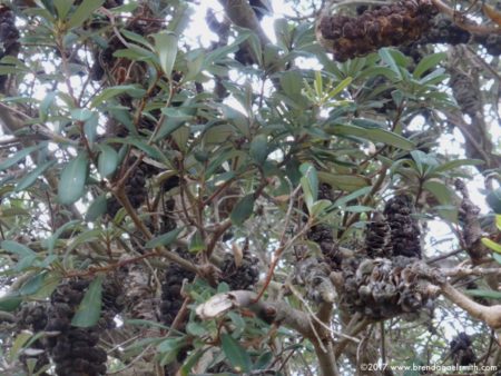 Banksia Cones