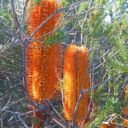 Banksias in Bouddi National Park