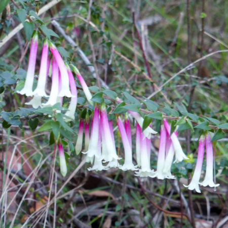Native fuschia - apacris longiflora