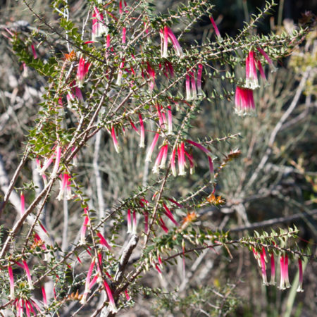 Native fuschia - apacris longiflora