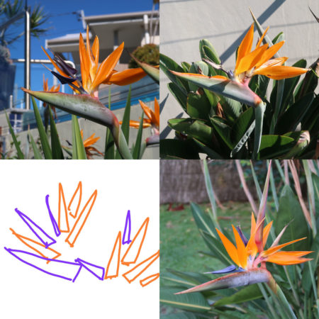 Monthly Art Project -Bird of Paradise inspiration